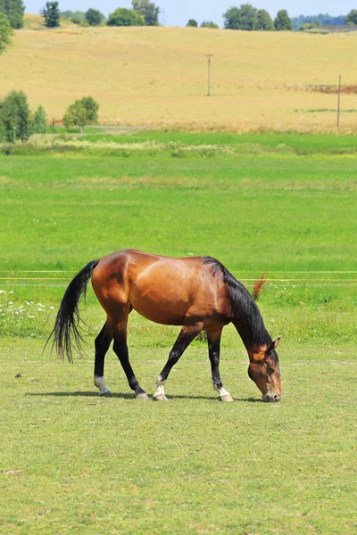 Koń na zielony łąka — Zdjęcie stockowe