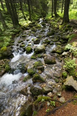 Slovakya Dağları'nın vahşi doğada Creek Tatras düşük