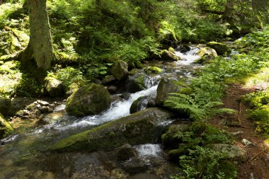 Slovakya Dağları'nın vahşi doğada Creek Tatras düşük