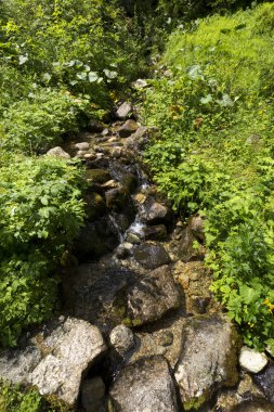Slovakya Dağları'nın vahşi doğada Creek Tatras düşük