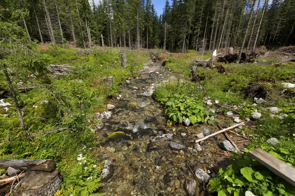 Creek στην έρημο της Σλοβακίας βουνά χαμηλά Tatras — Φωτογραφία Αρχείου