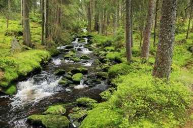 Güzel Wilderness, Güney çek dağlar Sumava dereye