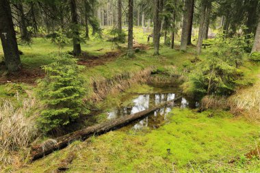 Güzel Wilderness, Güney çek dağlar Sumava dereye