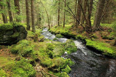 Güzel Wilderness, Güney çek dağlar Sumava dereye