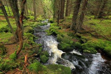 Güzel Wilderness, Güney çek dağlar Sumava dereye