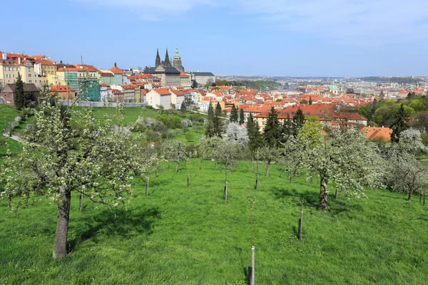 Vista de la primavera Castillo gótico de Praga con naturaleza verde y árboles con flores, República Checa —  Fotos de Stock