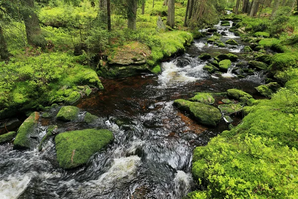Le ruisseau dans la belle nature sauvage, les montagnes Sumava dans le sud de la République tchèque — Photo