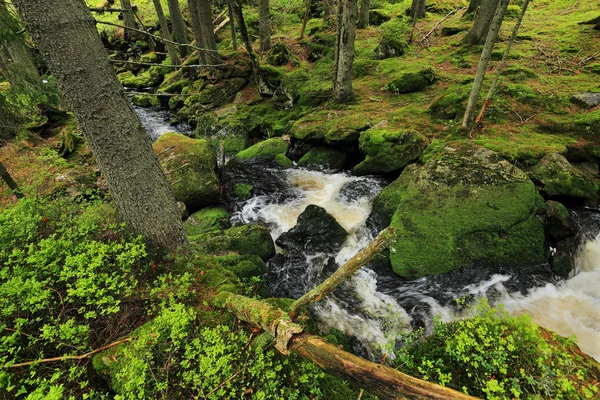 Il torrente nel bellissimo deserto, le montagne Sumava nel sud della Repubblica Ceca — Foto Stock