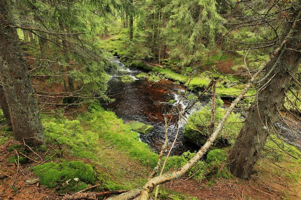 Potok v krásné divočině, hory Šumava v jižním České — Stock fotografie