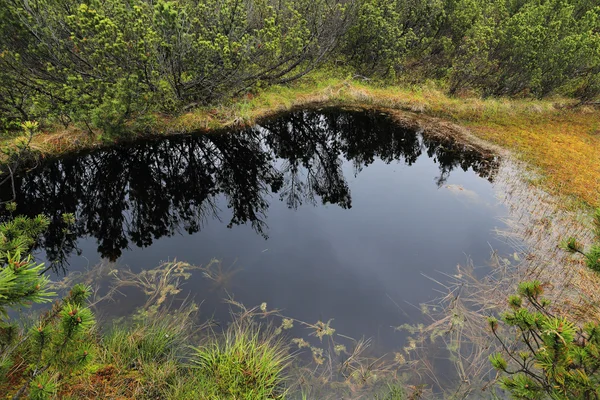 Bäcken i den vackra vildmarken, bergen Sumava i södra Tjeckien — Stockfoto