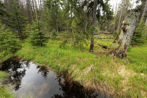 Bäcken i den vackra vildmarken, bergen Sumava i södra Tjeckien — Stockfoto