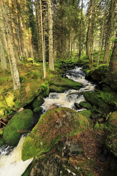 Il torrente nel bellissimo deserto, le montagne Sumava nel sud della Repubblica Ceca — Foto Stock