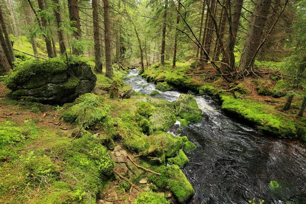 Creek w pięknej dzikiej przyrody, Góry Szumawa w południowych Czechach — Zdjęcie stockowe