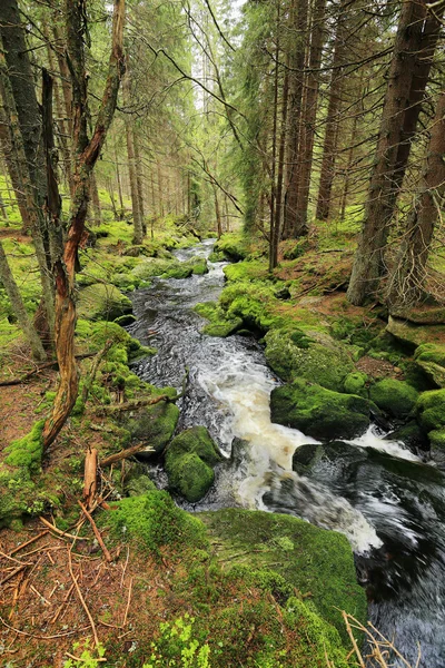 Le ruisseau dans la belle nature sauvage, les montagnes Sumava dans le sud de la République tchèque — Photo
