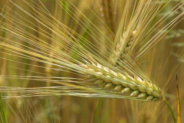 Mısır sivri ayrıntılı olarak yaz doğa