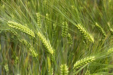 Mısır sivri ayrıntılı olarak yaz doğa