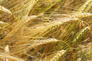 Mısır sivri ayrıntılı olarak yaz doğa