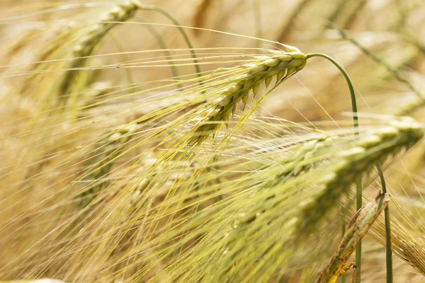 Detail of Corn Spikes in the summer Nature — Stock Photo, Image