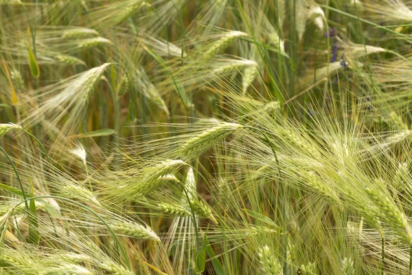 Detail van maïs pieken in de zomer natuur — Stockfoto