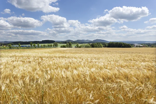 The Field of gold green Grain in sunny Natur — Stock Photo, Image