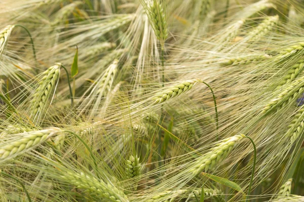 Detail of Corn Spikes in the summer Nature — Stock Photo, Image