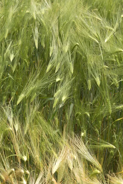 Detail van maïs pieken in de zomer natuur — Stockfoto