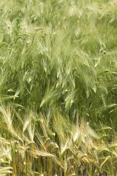 Detail van maïs pieken in de zomer natuur — Stockfoto