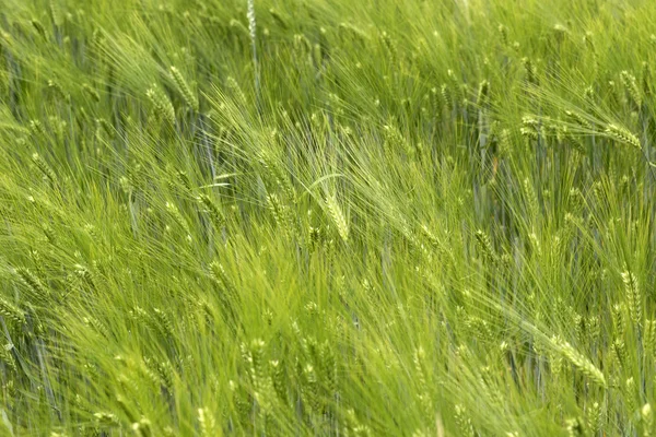 金色的田野绿色谷物在阳光明媚的自然 — 图库照片
