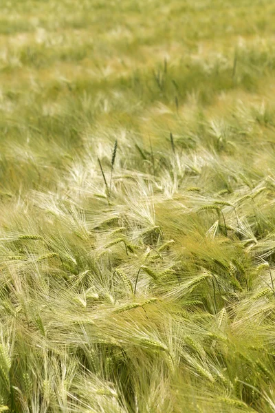 Detail van maïs pieken in de zomer natuur — Stockfoto