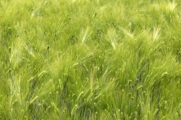 Detail van maïs pieken in de zomer natuur — Stockfoto