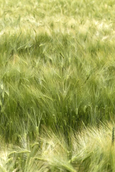 Het gebied van goud groen graan in zonnige Natur — Stockfoto