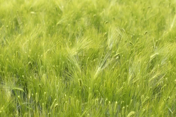 Detail van maïs pieken in de zomer natuur — Stockfoto