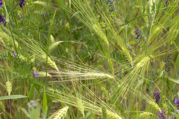 Szczegółowo kolce kukurydziany lato natura — Zdjęcie stockowe
