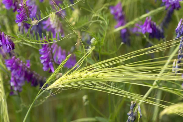 Détail des épis de maïs en été Nature — Photo