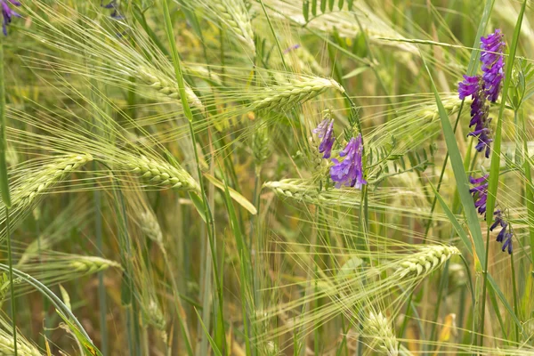 Détail des épis de maïs en été Nature — Photo