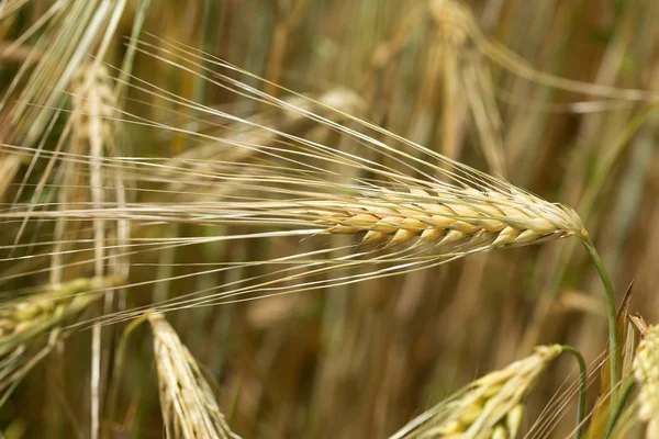 The Field of gold green Grain in sunny Natur — Stock Photo, Image