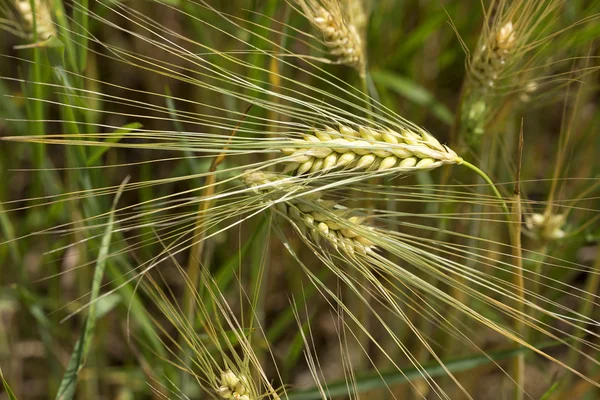 Detail of Corn Spikes in the summer Nature — Stock Photo, Image