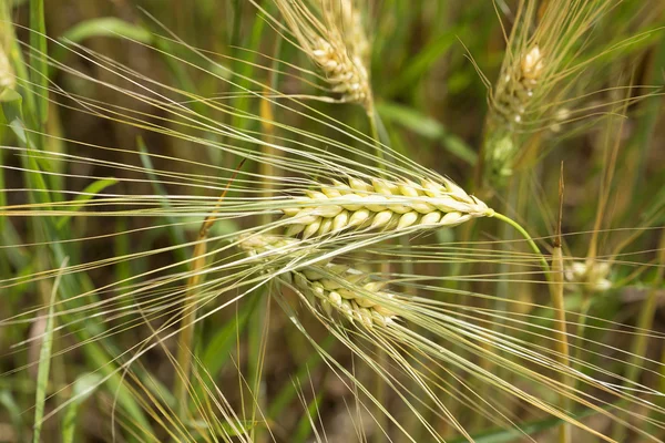 Detalj av majs spikar på sommaren natur — Stockfoto