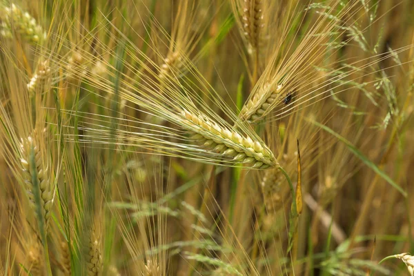 Detail of Corn Spikes in the summer Nature — Stock Photo, Image