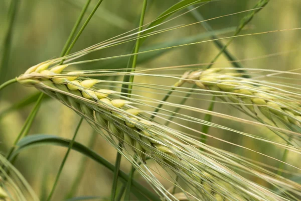 Detail of Corn Spikes in the summer Nature — Stock Photo, Image