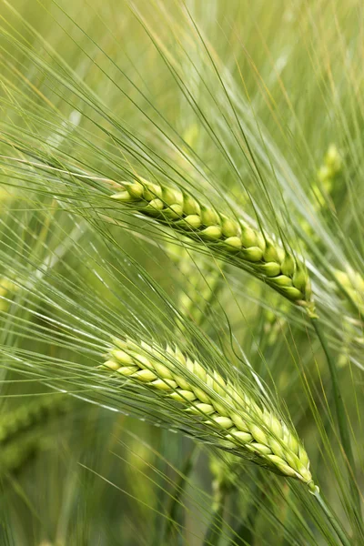 Detail of Corn Spikes in the summer Nature — Stock Photo, Image