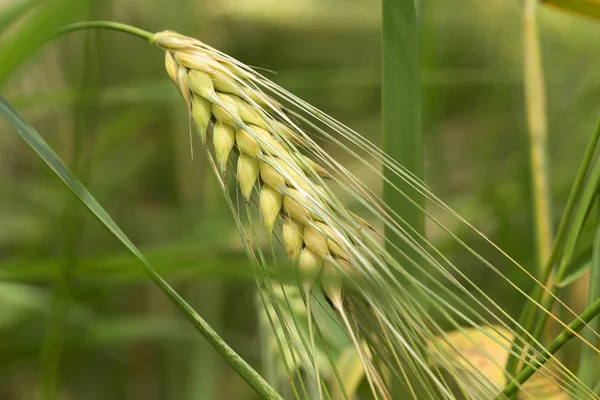 Das Feld des goldgrünen Getreides in sonniger Natur — Stockfoto