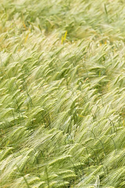 Detail van maïs pieken in de zomer natuur — Stockfoto