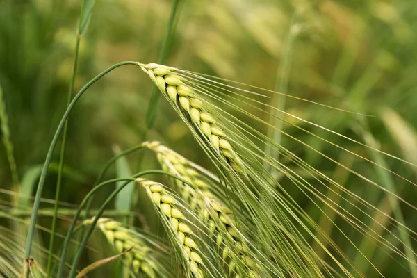 Detail of Corn Spikes in the summer Nature — Stock Photo, Image