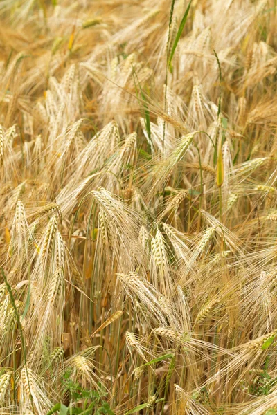 Detalle de Espigas de Maíz en el verano Naturaleza — Foto de Stock