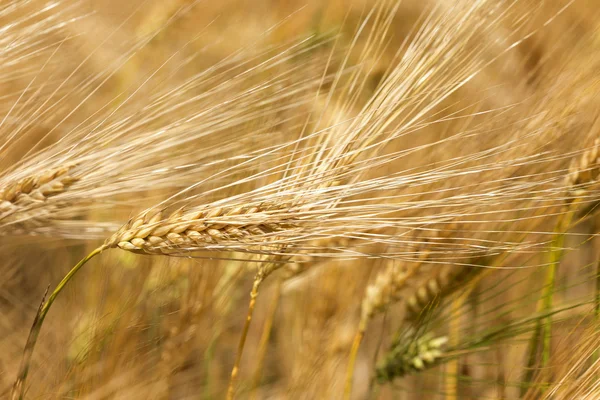 Detail of Corn Spikes in the summer Nature — Stock Photo, Image