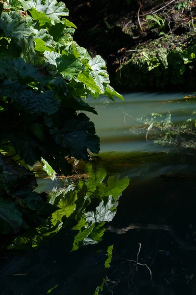 Egy Patak Nyugodt Vizével Szemben Óriás Rebarbara Visszaverődik Vízben — Stock Fotó