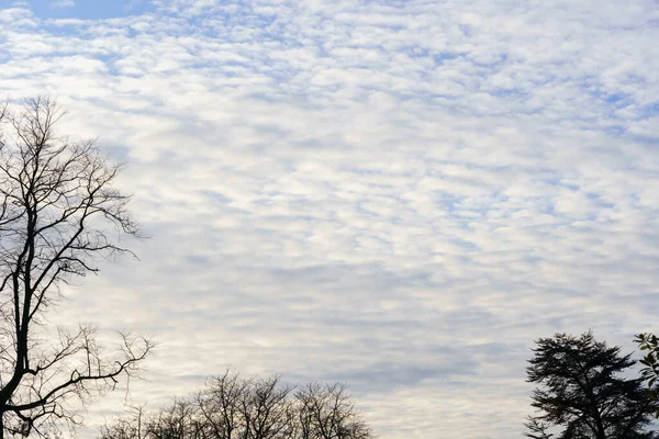 White cloud formations with trees in the foreground.