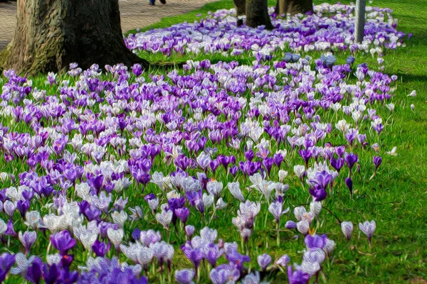 Una Amplia Extensión Cocodrilos Primavera Púrpura Blanca Harrogate North Yorkshire Imagen de stock