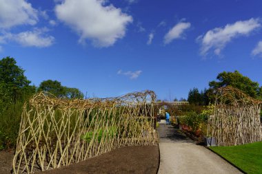 Harlow Carr, Harrogate, Kuzey Yorkshire, İngiltere, İngiltere, İngiltere, RHS Garden, dogwood dallarının çarpık bir şekilde gösterimine giden bir patika..